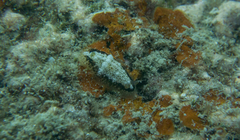 Dendrodoris coronata