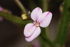 Stylidium crassifolium
