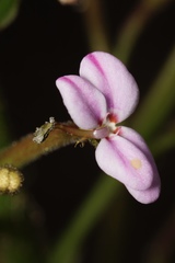 Stylidium crassifolium