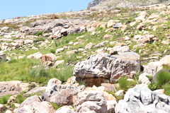 Poyntonia paludicola