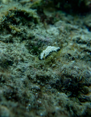 Dendrodoris coronata