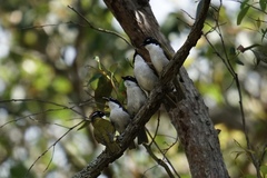 Melithreptus chloropsis