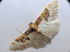 Idaea mustelata