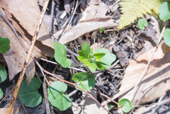 Cardamine douglassii