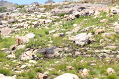 Poyntonia paludicola