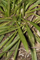 Stylidium crassifolium
