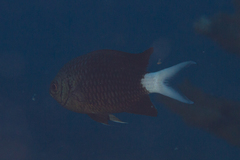 Chromis xanthura
