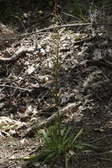 Stylidium crassifolium