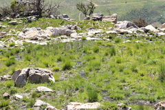 Poyntonia paludicola