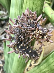 Sansevieria cylindrica