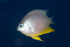 Amblyglyphidodon orbicularis