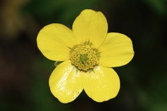Ranunculus colonorum