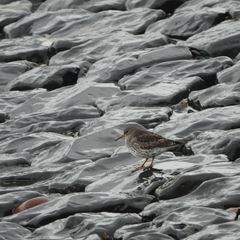 Calidris maritima