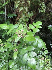 Rubus niveus