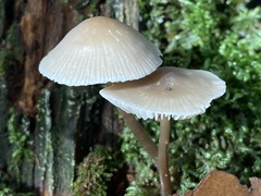 Mycena