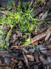Spermolepis
