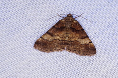 Gastrinopa xylistis