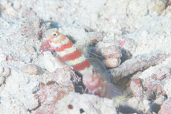 Amblyeleotris wheeleri