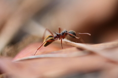 Dolichoderus extensispinus