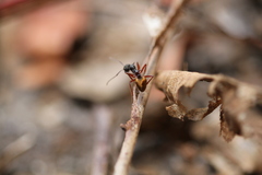 Dolichoderus extensispinus