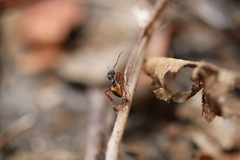Dolichoderus extensispinus