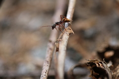 Dolichoderus extensispinus