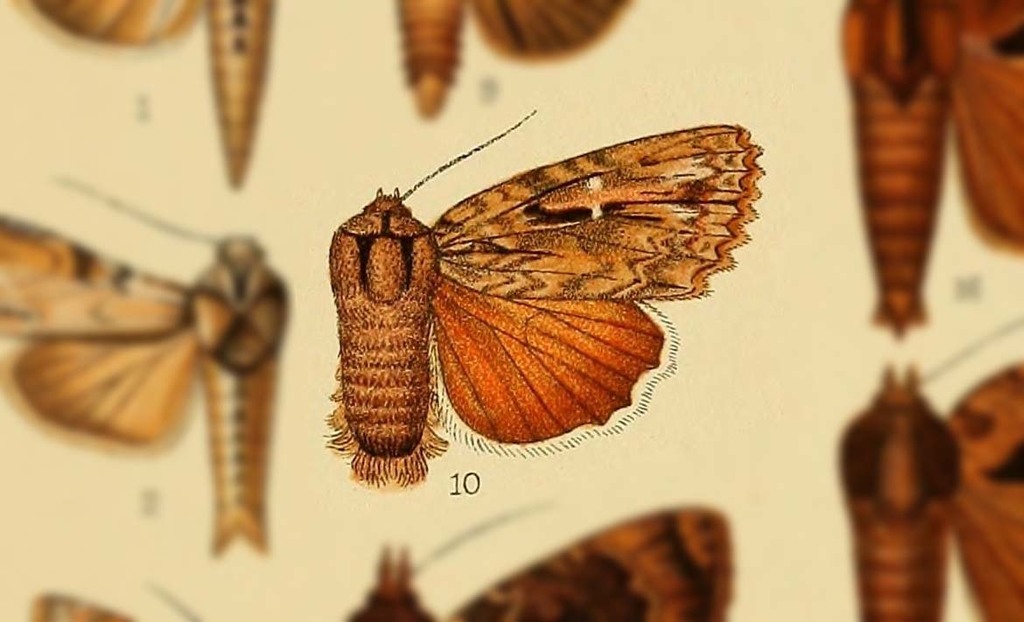 Amphipyra albicilia
