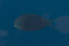 Acanthurus nigricauda