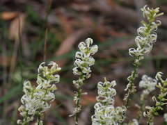 Stackhousia aspericocca