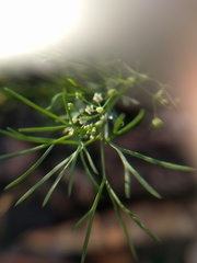 Spermolepis