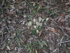 Stackhousia aspericocca