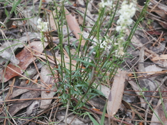 Stackhousia aspericocca
