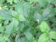Thunbergia natalensis