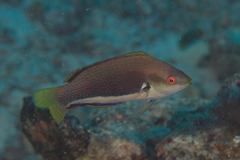 Cirrhilabrus punctatus