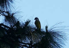 Pitangus sulphuratus