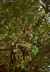 Dendrophthoe curvata