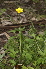 Ranunculus colonorum