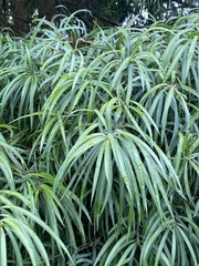 Podocarpus henkelii