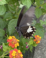 Papilio nephelus chaonulus