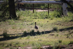 Nothoprocta cinerascens