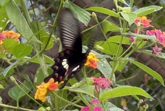 Papilio nephelus chaonulus