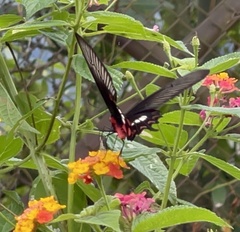 Papilio nephelus chaonulus