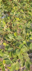 Ziziphus spina-christi