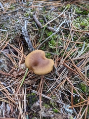 Cortinarius thiersii