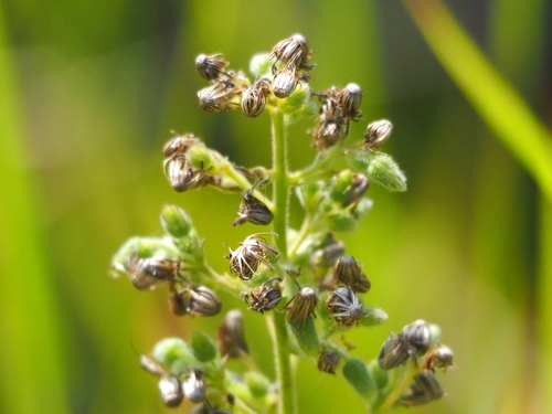 Blumea oblongifolia iNat (1)