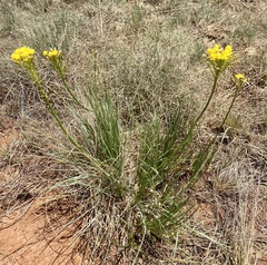 Bulbine capitata