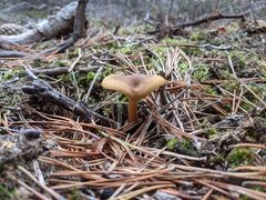 Cortinarius thiersii