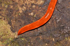 Argonemertes hillii