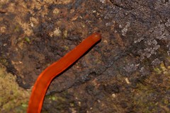 Argonemertes hillii