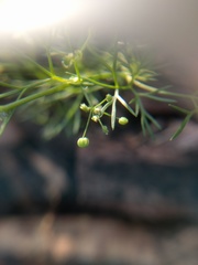 Spermolepis